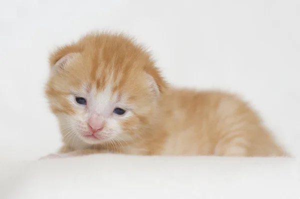 Two weeks old red kitten — Stock Photo, Image