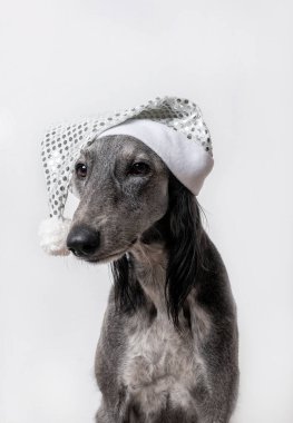 Greyhound köpeği beyaz arka planda beyaz parlak bir Noel şapkası takar.