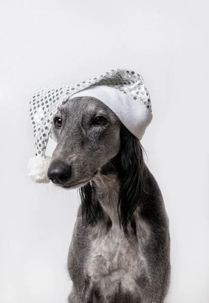 Greyhound Köpeği Beyaz Arka Planda Beyaz Parlak Bir Noel Şapkası — Stok fotoğraf