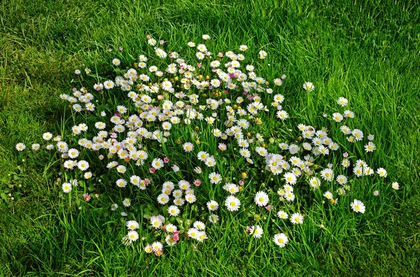 Margaridas do prado da primavera — Fotografia de Stock