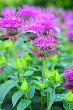 blossoms of beebalm (monarda)  clipart