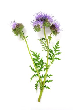 izole mavi solucan otu (phacelia) 