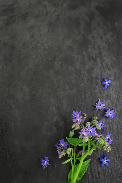 karanlık kartı üzerinden hodan