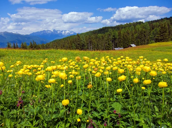 Globeblumen — Stockfoto