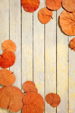 Sonbahar Yaprakları