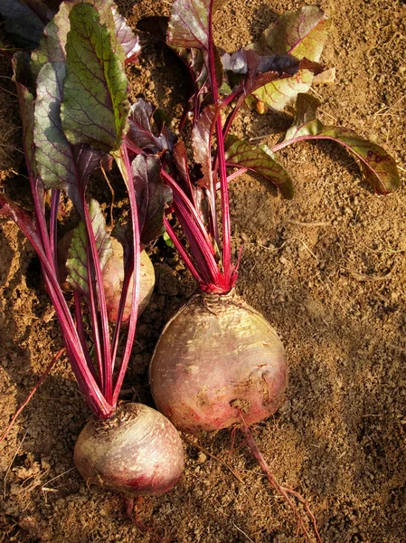 Beets — Stock Photo, Image