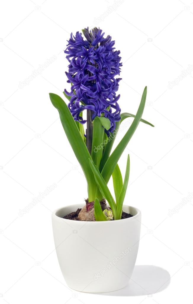 hyacinth in pot