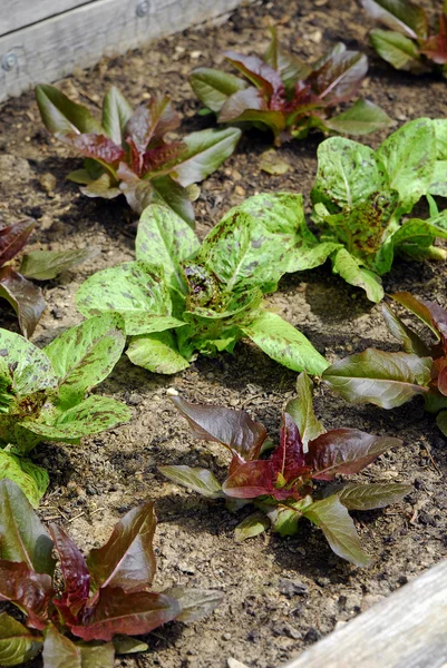 Lettuce plants — Stock Photo, Image