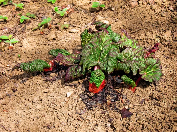 Rhubarb — Stok Foto