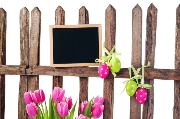 Garden fence and tulips — Stock Photo, Image