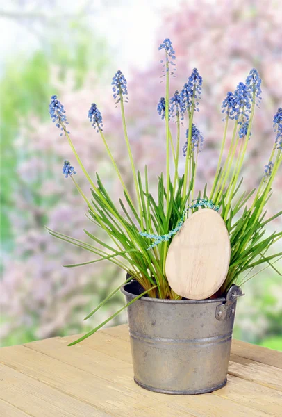 Blumentopf mit Blauglocken — Stockfoto