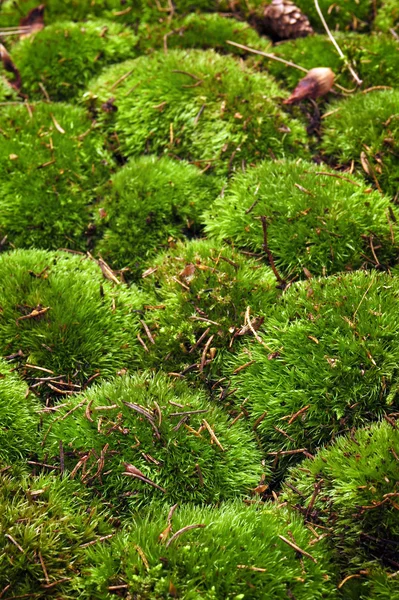 苔藓背景 — 图库照片