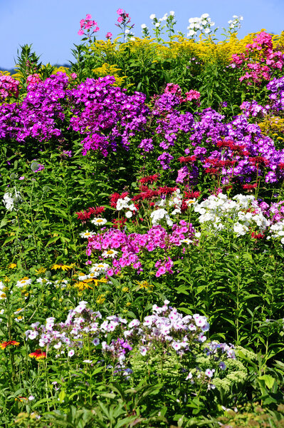 perennial border