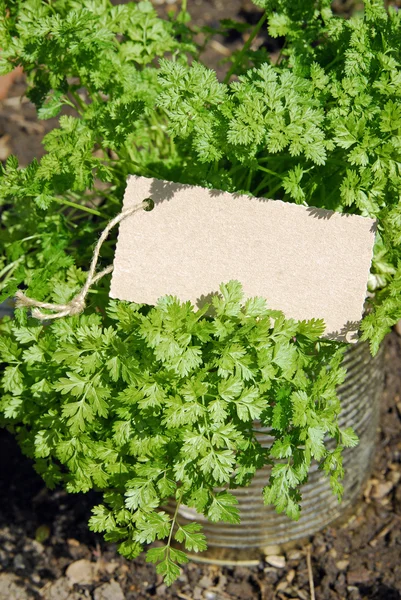 Gartenkerbel — Stockfoto