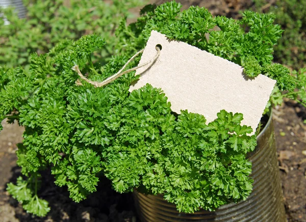 Curly leaf parsley — Stock Photo, Image