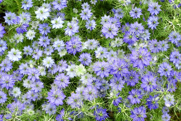 Nigella damascena 