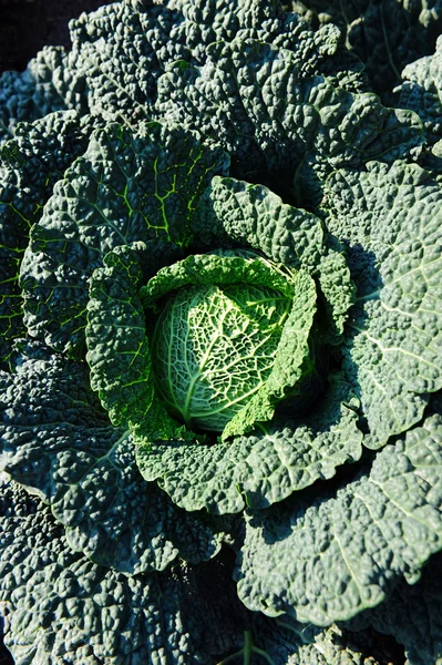 Savoy cabbage — Stock Photo, Image