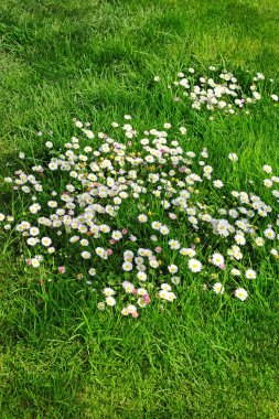 Papatyalarla dolu bahar çayırı