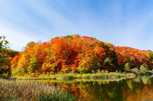 湖中五彩缤纷的五彩缤纷的秋林 风景秀丽的背景 阳光灿烂的白昼 壮观迷人的景色 — 图库照片
