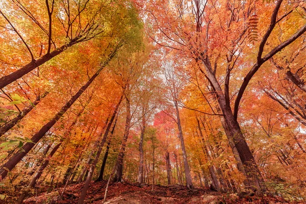 Úžasný Skvělý Výhled Krásné Podzimní Sezóny Lesní Krajiny Pozadí — Stock fotografie