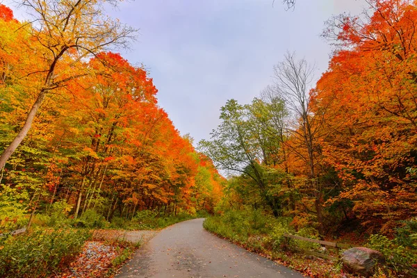 Bella Vista Invitante Stagione Autunnale Paesaggio Forestale Con Sentiero Calda — Foto Stock