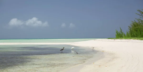 Πανέμορφη Θέα Στην Απομονωμένη Παραλία Λευκή Άμμο Πουλιά Στέκονται Περπατώντας — Φωτογραφία Αρχείου