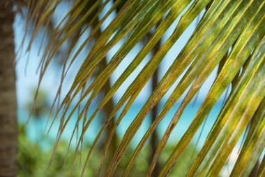 Yeşil palmiye yaprağı ve okyanus arka plan görünümünü kapatmak