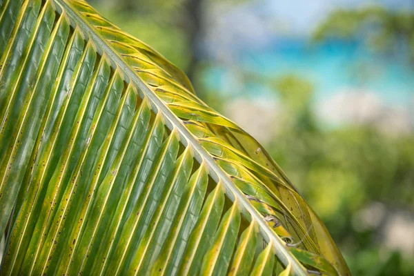 Фрагмент крупным планом вид зеленого пальмового листа при солнечном свете — стоковое фото