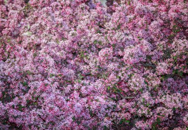 Clorful güzel taze elma ağacı çiçek açan çiçekler arka plan