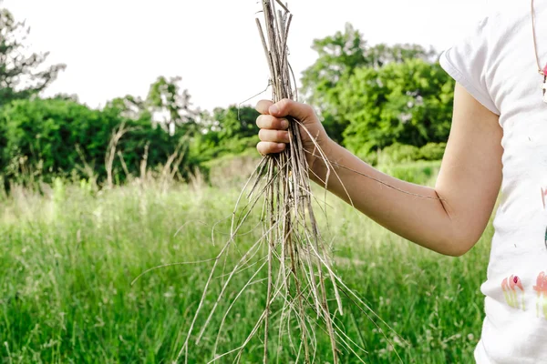 Hand holding dried branches against grass field and woods background — Stockfoto