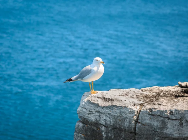 Lonely seagull sitting on the edge of cliff above Cyprus lake — Stock Photo, Image