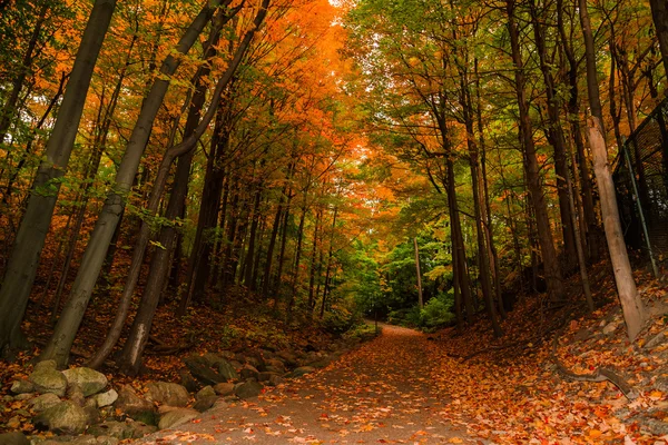 Incredibile vista invitante di autunno boschi scuri drammatici e sentiero nel parco — Foto Stock