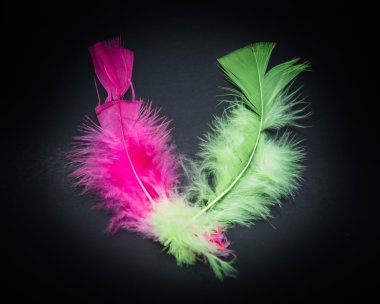 şaşırtıcı closeup görünümünü iki kabarık renkli kuş tüyleri koyu gri üzerinde