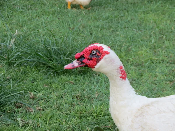 Hvitmuscovy and – stockfoto