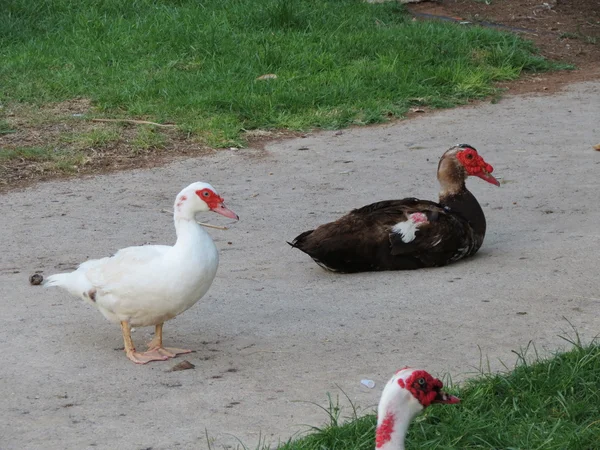 Muscovy duck — Stock Photo, Image