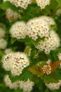 Küçük beyaz çiçekler ile çiçeklenme Funda