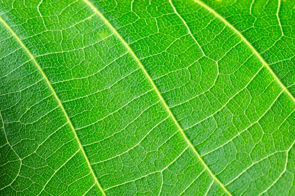 녹색 잎 텍스처 스톡 이미지