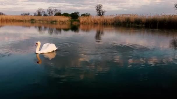 Zwanen Het Meer Bij Zonsondergang — Stockvideo