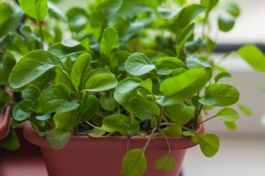 Pencere kenarında otlar yetiştiriyor. Genç lahanalar beyaz bir pencerenin kenarında bir demlikte..