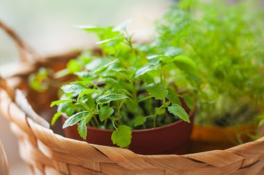 Pencere kenarında otlar yetiştiriyor. Melissa 'nın taze filizleri ve tencerenin içindeki dereotu ve beyaz pencere eşiğindeki sepeti..