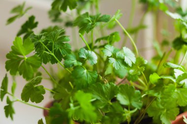 Pencere kenarında otlar yetiştiriyor. Beyaz bir pencerenin kenarında maydanoz filizleri.