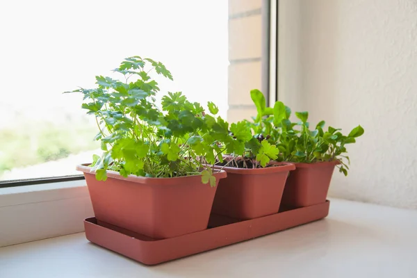 Growing herbs on the windowsill. Young sprouts of parsley, arugula and lilac Basil in a pot on a white windowsill.