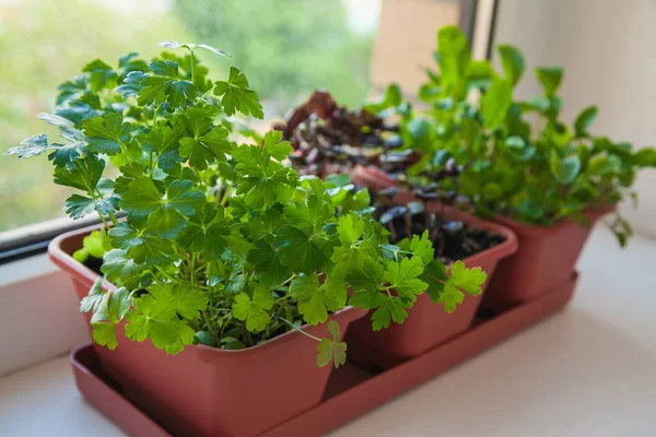 Growing herbs on the windowsill. Young sprouts of parsley, arugula and lilac Basil in a pot on a white windowsill.