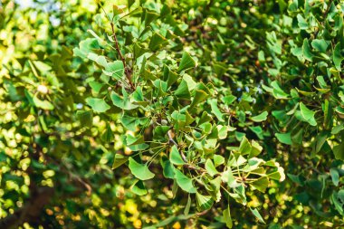 Güneşli bir günde gün ışığıyla Gingko biloba ağacı yaprağı.