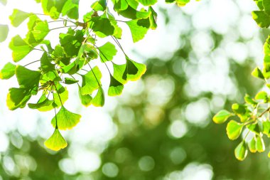 Güneşli bir günde gün ışığıyla Gingko biloba ağacı yaprağı.