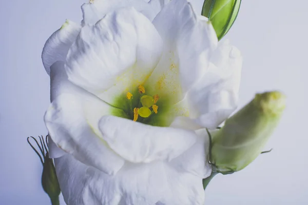 Moody Floral background with White flowers Eustoma or Lisianthus or Irish Rose on blue background with copy space, floral design, selected focus.