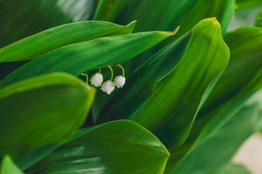 Otantik güvenilir doğal arka plan. Çiçek açan vadi zambakları, seçici odaklanma.