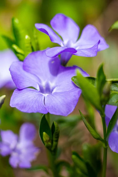 小温莎 Vinca Minor 俗称小温莎 Lesser Periwinkle 或矮温莎 Dwarf Periwinkle 是植物园的一种开花植物 — 图库照片