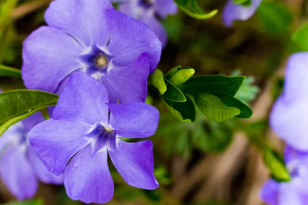 Небольшое Распространенное Имя Lesser Periwinkle Desperiwinkle Вид Флоксов Семействе Догбейн — стоковое фото