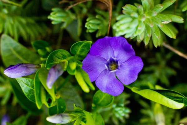 Vinca Mindre Vanliga Namn Mindre Periwinkle Eller Dvärg Periwinkle Art — Stockfoto